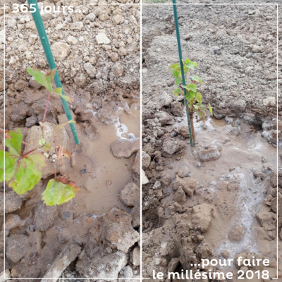 On arrose les jeunes plants. Par cette canicule (36 degrés), la plante à besoin d'eau. Cela nous ...