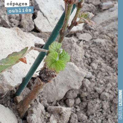 Cette jeune plante de sauvignon noir a survécu à la grêle. La vie repart !