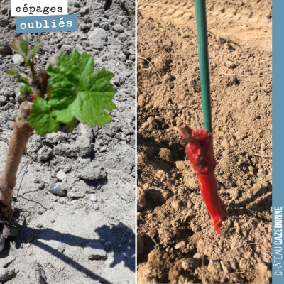 Ça y est ! Les plantations de racinés (exemple à droite) commencent à pousser. Ici sur un plan de...