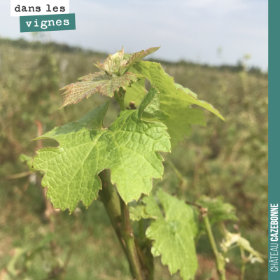 2 semaines après la grêle la vigne repousse. Signe d'espoir. La vigne a besoin de refaire du feui...