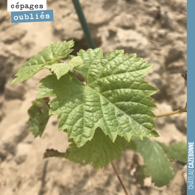 Nos plants de cépages oubliés ont parfaitement repris après la grêle. Ici un plan de Castets sur ...