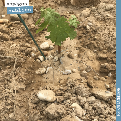 Nos sols de Graves sur notre parcelle se Darche. Ici un jeune plant de Petit Verdot. Ce cépage es...