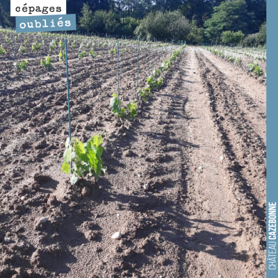 Les petits verdots se portent à merveille sur notre parcelle de Darche. Ils profitent à merveille...