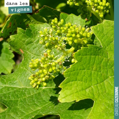 Cette photo ne date pas du mois de juin. Cette grappe de merlot en fleur a été photographiée hier...