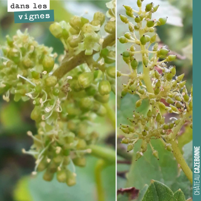 Jolis inflorescences, même si c'est quand même suprenant cette réaction de la vigne à la mi-août.