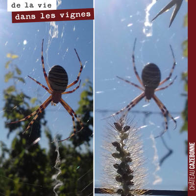 Les argiopes frelon, de superbes araignées photographiées dans nos vignes par Francis. Un signe d...