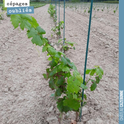 La majorité des plants que nous avons mis en terre, cette année, l'ont été avec des pots. Nous av...