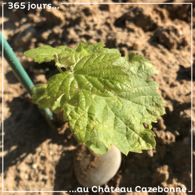 Un très joli plant de Bouchalès. Nous avons choisi de le planter sur cette parcelle, parce qu'il ...