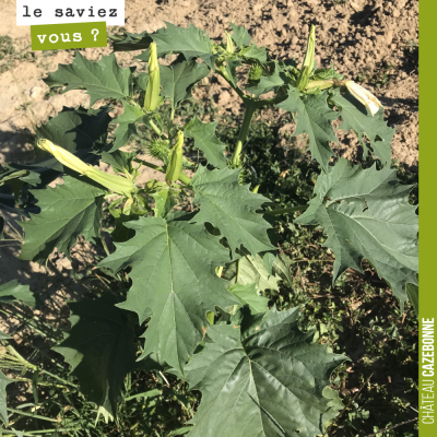 Vous connaissez cette plante ? Une adventice dans notre parcelle récemment plantée. Il y a encore...