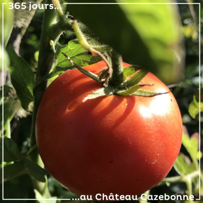 Une jolie tomate photographiée à même nos vignes, dans le Jardin des vignes. Une tomate bio !