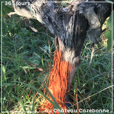 Savez vous ce que cela signifie quand on a la surprise de retrouver un pied de vigne tagué dans s...