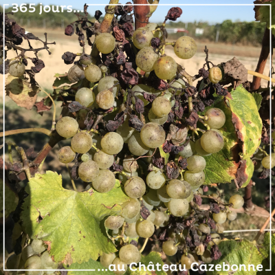 On a beau goûter et regoûter les grappes qui nous restent, le goût n'est pas là. On renonce à l'e...