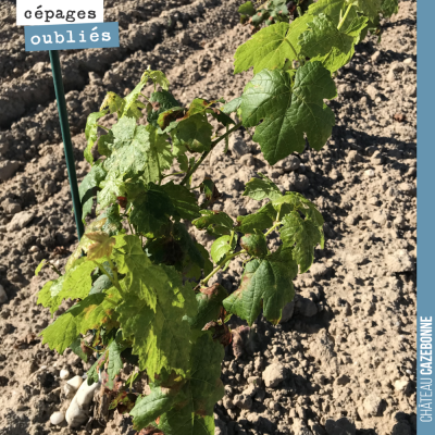 On ne résiste pas au plaisir de vous montrer notre joli Carménère plantée sur notre parcelle de C...