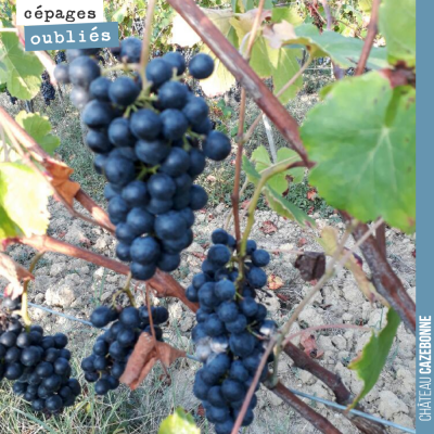 On continue notre balade dans le vignoble pour aller goûter les cépages oubliés de Bordeaux, plan...