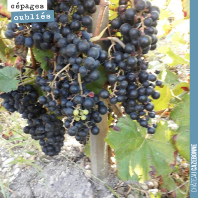 De belles grappes de Saint-Macaire dans les vignes de Loic Pasquet. Ces cépages oubliés de Bordea...