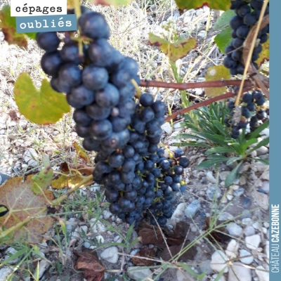 Des grappes de Mancin photographiées dans les vignes de Liber Pater. On a goûté, cela promet de t...