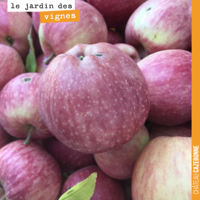 On ramasse les pommes dans le jardin. Des pommes Bio, bien sûr.