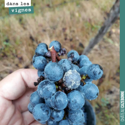 Pas de vendange à Cazebonne cette année, mais David a encore un peu de vendange à Mounissens, que...