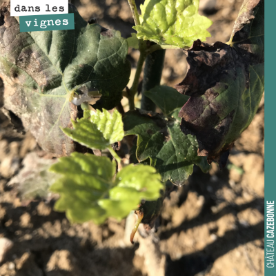 Le temps est complètement fou ! Sur nos jeunes plantes, avec ces chaleurs, des pousses sont repar...