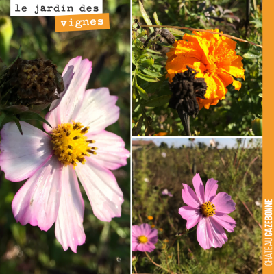 Dernières fleurs au jardin des vignes, avant que l'hiver reprenne ses droits...