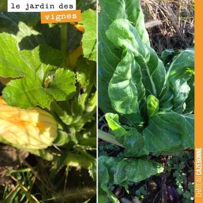 Les légumes du jardin des vignes profitent des derniers rayons de soleil pour pousser. Exceptionn...