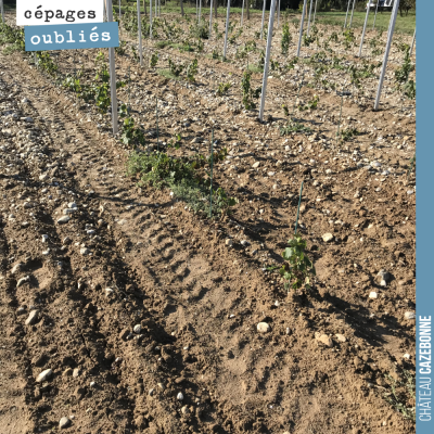 Les terroirs, c'est quelque chose de magique. Ici, sur cette plantation de Petit Verdot en bas de...