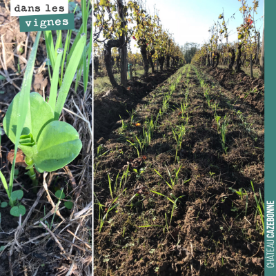 Nos engrais verts ont magnifiquement levés cette année. A gauche, la pousse d'une féverole, qui a...