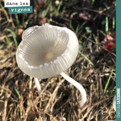 Beauté de la nature. Magnifique champignon, découvert en se baladant dans nos vignes. Quelqu'un c...