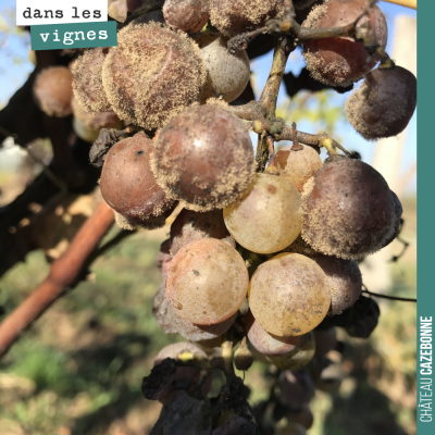 Botrytis ou pourriture grise ? Difficile equilibre. Le premier peut donner de sublimes liquoreux....