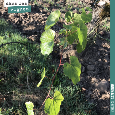 Cet pampre a été oubliée dans les vignes lors de l'épamprage. Il s'agit d'une pousse issue du por...