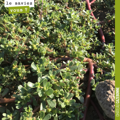 De manière éparse, des plants de pourpiers poussent dans nos vignes. Cette plante se développe su...