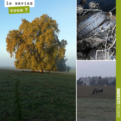 Ramassage de bouses de vache bazadaise chez l'eleveur Serge Chiappa, ce matin. Par un magnifique ...