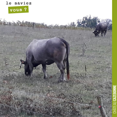 La bazadaise, une race de vache locale. Il faut faire attention quand même quand on va ramasser l...