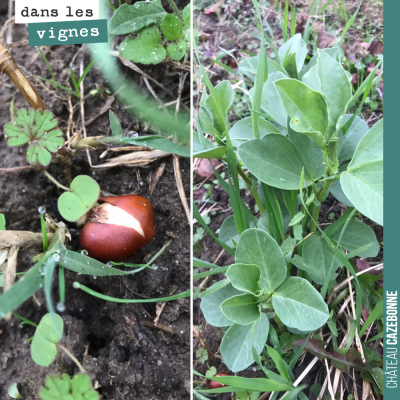 Magnifiques fèveroles qui vont nous apporter l'azote nécessaire à la vigne.