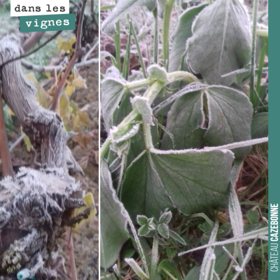 Il fait froid ce matin à Cazebonne. C'est le signal qu'attendait la vigne pour préparer l'hiver. ...