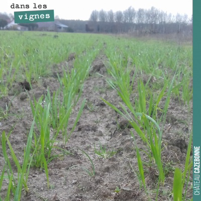 Les céréales anciennes semées au Maine en anticipation de notre plantation de cépages oubliés, so...