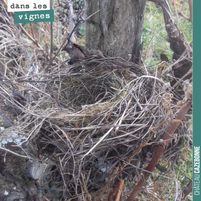 Quand on retrouve un nid d'oiseau dans les vignes... De quel oiseau peut-il s'agir ?