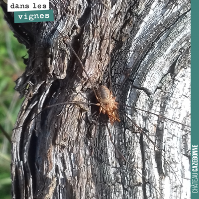 Sur ce cep, cette araignée parade. C'est assurément son territoire.