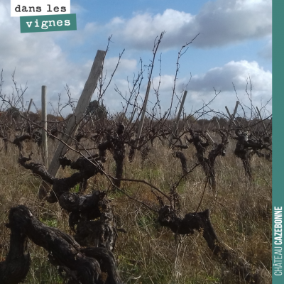 Forêt sauvage. On a presque fini d'enlever les fils de fer et piquets avant l'arrachage. La vigne...