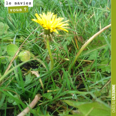 Le pissenlit est encore en fleur dans nos rangs de vigne du domaine. L'automne continue à être pa...