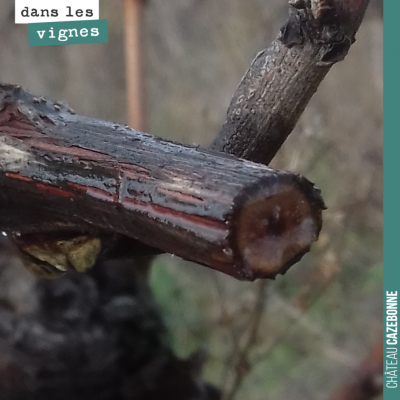 La sève est encore montante sur les bois. Vivement les froids pour donner le signe à la plante de...