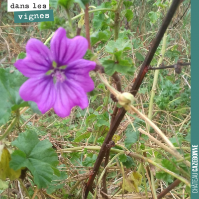 Dernières fleurs dans les vignes avant les froids de l'hiver.