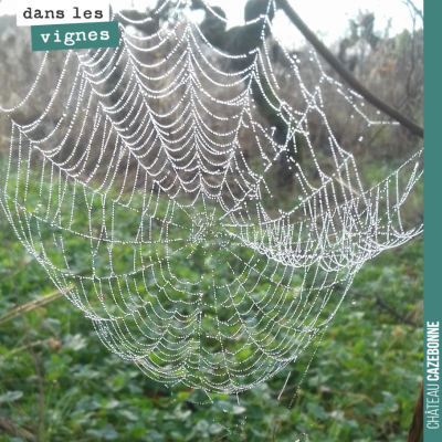 La rosée du matin sur cette magnifique toile d'araignée.