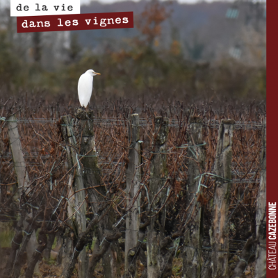 Un héron garde bœuf dans nos vignes en quête de quelques vers de terre ou insectes à grignoter.