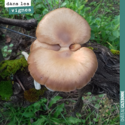 En cette saison, les champignons se régalent sur les ceps de vigne.