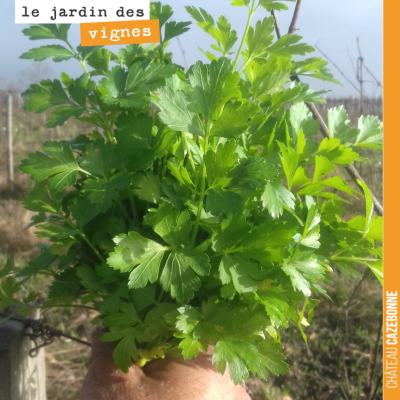 Francis a retrouvé un trésor dans le jardin des vignes de l'année dernière : du persil.