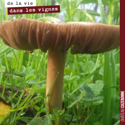 Ce champignon semble très heureux au milieu des fèveroles et céréales anciennes que nous avons se...