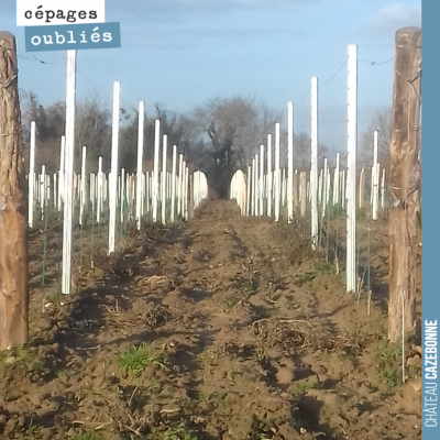 Pas besoin de colonnes de Buren au château cazebonne. Le palissage de nos jeunes plantations de c...