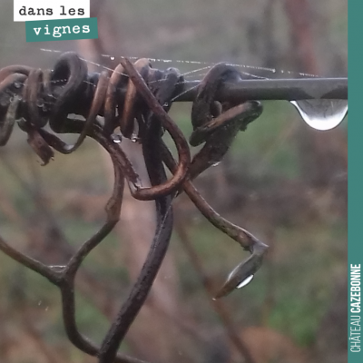 Les vrilles de la vigne, une goutte d'eau. Un travail d'artiste.