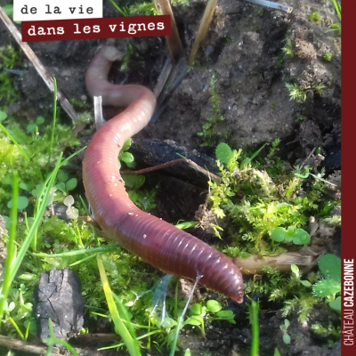 Un joli vers de terre se balade à l'air libre dans le rang de vigne. Laissons le travailler tranq...